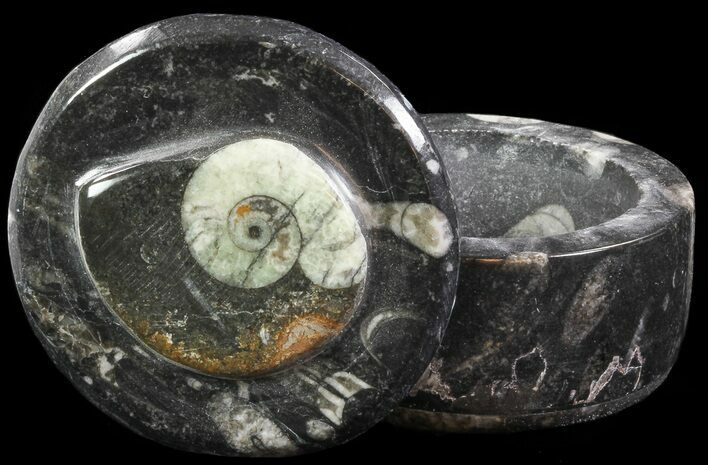 Small Fossil Goniatite Jar (Black) - Stoneware #66583